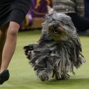 경기켄넬 이미지