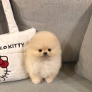 몽땅꾸이꾸이 이미지