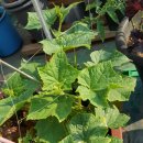 하늘 농장 이미지