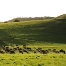 푸른목장 이미지