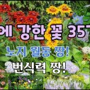 노지월동에 강한 꽃 35가지 / 행복한꽃친구 동영상 이미지