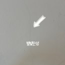 별빛 | 대전 용산동 호반써밋 규조토 탄성코트 곰팡이 방지 기능