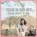 대릉원 | 경주 대릉원 천마총 아이와 후기｜목련 명소 + 황리단길 동선 꿀팁 (곧 벚꽃 만개)