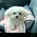 빵긋하개 이미지