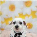 예쁘개 반려견미용샵 이미지