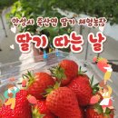 안성유치원 | [안성/죽산] 딸기체험농장 &#34;딸기 따는날&#34; 내돈내산 후기 (+딸기수확 꿀팁)