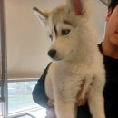 멍바이멍 반려견 유치원 이미지