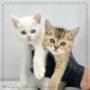 큐티댕냥 하남 본점 강아지 고양이 분양 | 강아지, 고양이 분양은 큐티댕냥