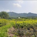 송파과수원