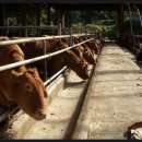 송지목장 이미지