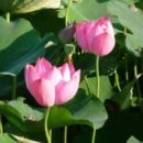 백팔 Daum카페
