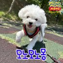모노모노몽 네이버블로그