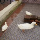 오리 베이커리 이미지