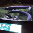 대전아쿠아리움 이미지