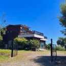 댄싱도그 이미지