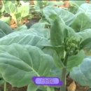 광동농장 이미지