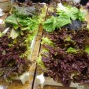 연신내 불낙쭈 이미지