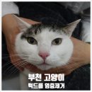 중동우리아이동물병원 | 부천 동물 병원 [중동 우리아이 동물병원] 턱드름 진료, 마취 후 턱드름 염증 제거