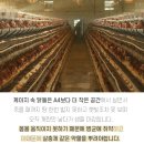 달걀 만큼은 난각번호 1,2번만 먹는 여시들의 달글 이미지