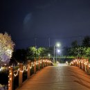 유채꽃길 이미지