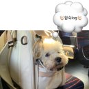 세븐일레븐천안성환수향점 | [국가자격증_동물보건사 준비𖤐˚]