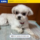 하란 | [입양후기] 하란이의 입양을 축하해 주세요!