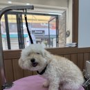 땡큐 펫 살롱 이미지