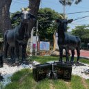 가마솥흑염소 이미지