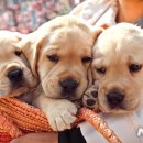 영광동물병원 이미지