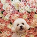 벨라 펫 살롱 이미지