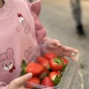 삼오농장 | 파주 가족 체험 추천, 삼오팜 딸기농장에서 보낸 달콤한 하루