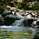 자작나무길펜션 이미지