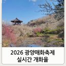 온마을축제) 메타버스 타고 마을 투어(10:00~10:30) | 2026년 광양 매화축제 실시간 개화율 후기 주차장 셔틀버스 요금 시간 맛집 카페 추천