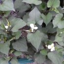 온탑농장 이미지