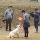 황금애견 이미지