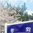 [창원] 벚꽃 축제(경화역 공원) 이미지