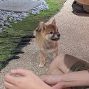 우치한우2단지 | 김포 가볼만한곳 구래동 시바카페 “시바노우치” 귀염뽀짝 아기 시바들과의 이색 데이트 예약 및 이용...