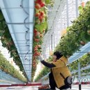 양영석농장 이미지