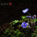 수지면 마륜마을 이미지