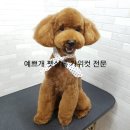 예쁘개펫살롱 이미지