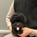 강아지분양 퍼피베이비 이미지