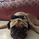 HI, MY DOG 이미지