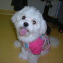 로즈리에 이미지