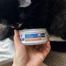 창인D C유통 | 힐스 z/d 리뉴얼｜가수분해 습식 사료 IBD 고양이 급여 후기 (성분 분석·중단 이유)