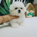 하남강아지 이미지