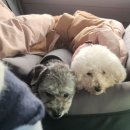 CU안산일동하트점 | 선재도 강아지 동반 여행기록