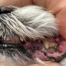 정샘 동물병원 이미지