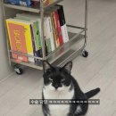 신원당동물병원 후기｜길고양이 출신 고양이 스케일링, 발치 8개 후 골져스캣이 되다