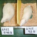 9월 28일 목요일 뉴우수~!(물수리 사진이 멋있네요^^) 이미지