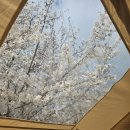 지오전자 | 대구근교 청도 지오캠핑장, 벚꽃 캠핑장 추천